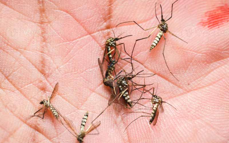 Qué hacer para prevenir la picadura de los mosquitos y evitar enfermedades