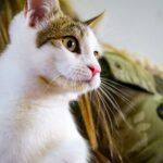 San Carlos, Villa Elisa, El Retiro y Abasto: conocé las fechas de vacunación y castración gratuita para perros y gatos 