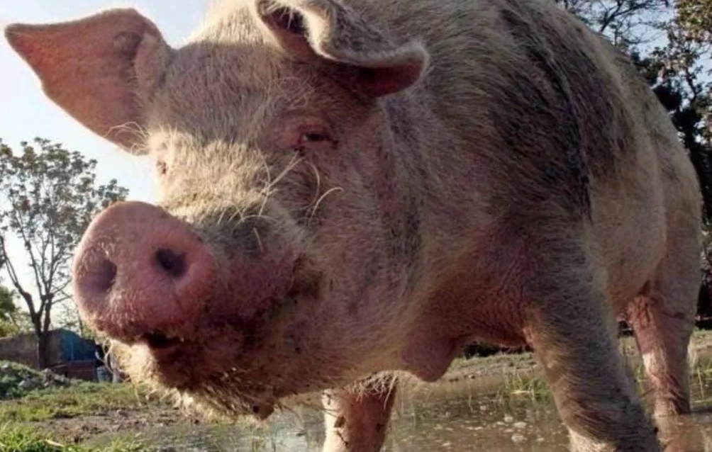 chancho-2222