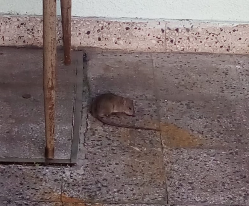 rata-asesc