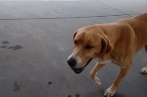 perro estación de servicio