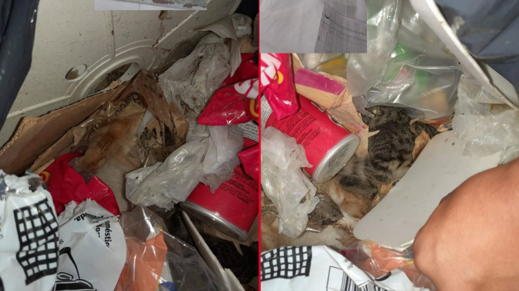 GATOS MUERTOS EN LA BASURA SUPERMERCADO