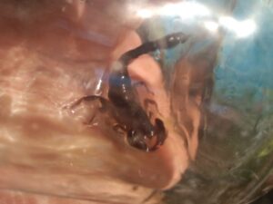 alacrán en cristo rey (2)