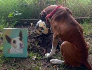 corchito-perro-morgan