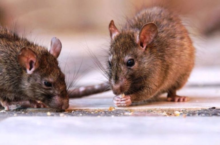 hantavirus
