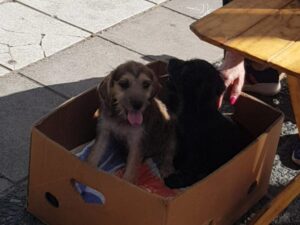 RESCATISTALP ADOPCIÓN PERRO (1)