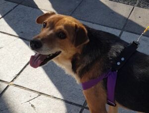 RESCATISTALP ADOPCIÓN PERRO (2)