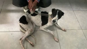 galgo-herido-pereyra-iraola