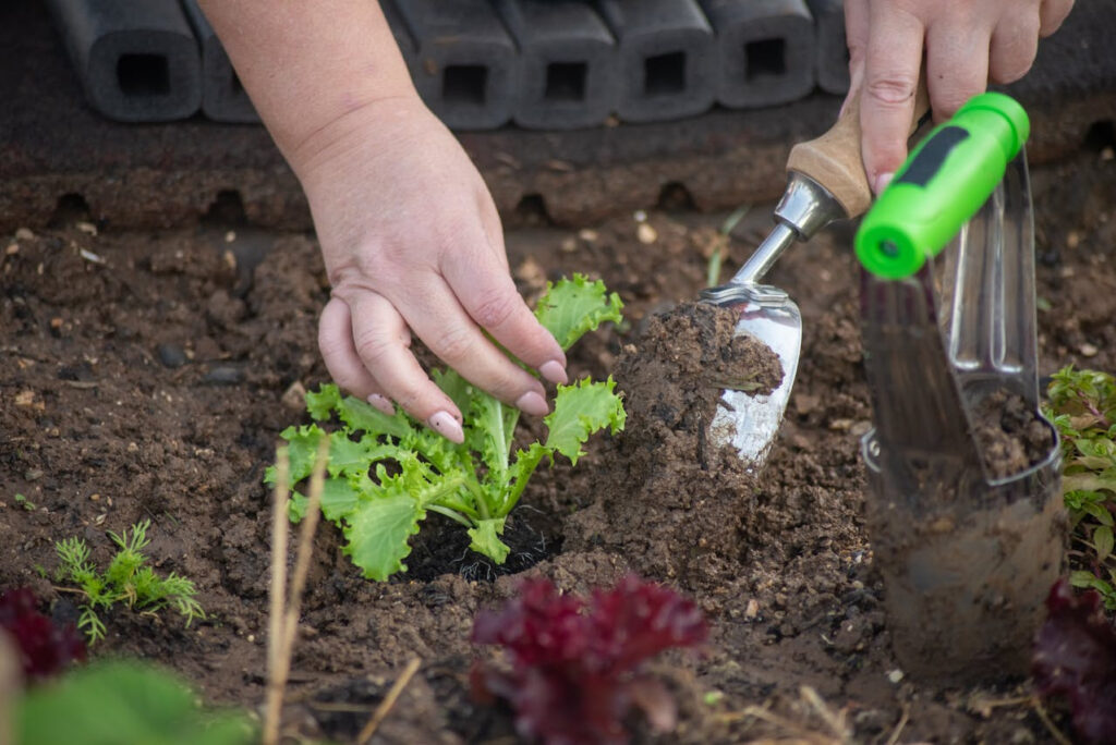huerta-ecologica-cultivos-productores-la-plata