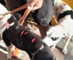 perros-ataque-machete-los-hornos