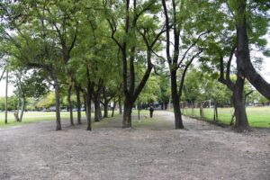 plan-forestacion-la-plata