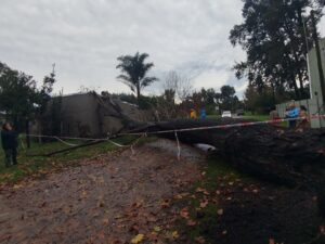 ÁRBOL CAÍDO EN EL PELIGRO (2)