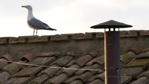 CHIMENEA VATICANO