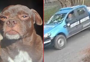 CHIQUITIN-PERRO-ATROPELLADO-MOVIL-POLICIAL