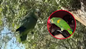 LORO CHARLY BÚSQUEDA