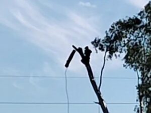 PODA ÁRBOL 32 ENTRE 156 Y 157 (1)