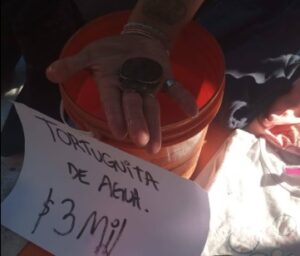 venta-ilegal-tortugas-parque-saavedra