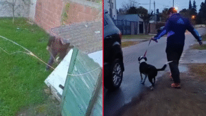 RESCATE PERRO ROMERO