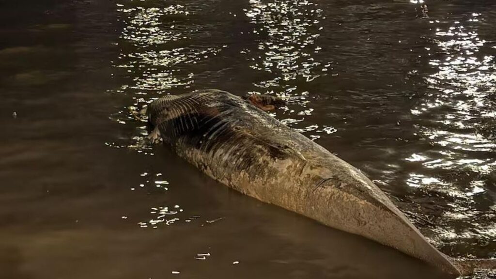 BALLENA MUERTA RÍO DE LA PLATA