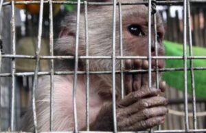MONO EN CAUTIVO