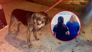 PERRO RESCATADO