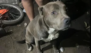 PERROS ARTURO SEGUÍ