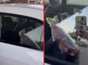 PERROS ENCERRADOS - SUPERMERCADO