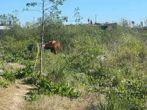 CABALLO-NENE-INTERNADO