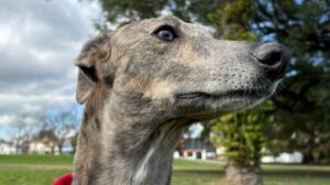 PERRO MASCOTA JORNADA DE ADOPCIÓN
