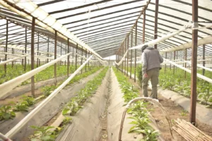 PRODUCTORS FLORIHORTICOLAS ABASTO