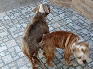 Perros rescatados villa elvira
