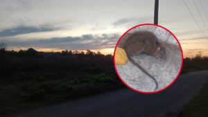 RECLAMO RATAS 145 ENTRE 40 Y 42