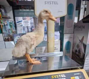 ANIMALES SILVESTRES - PARA LA VENTA - ROMERO