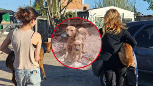 PERROS RESCATADOS EN 157 Y 50