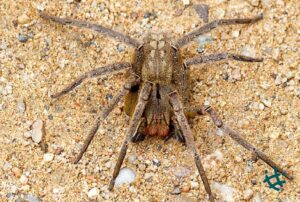 ARAÑA DE LOS BANANOS