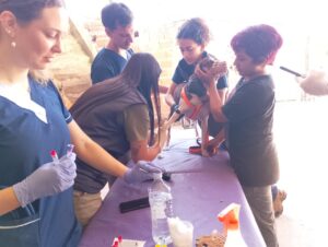 ATENCIÓN VETERINARIA SAN CARLOS, MASCOTAS, VACUNACIÓN (2)