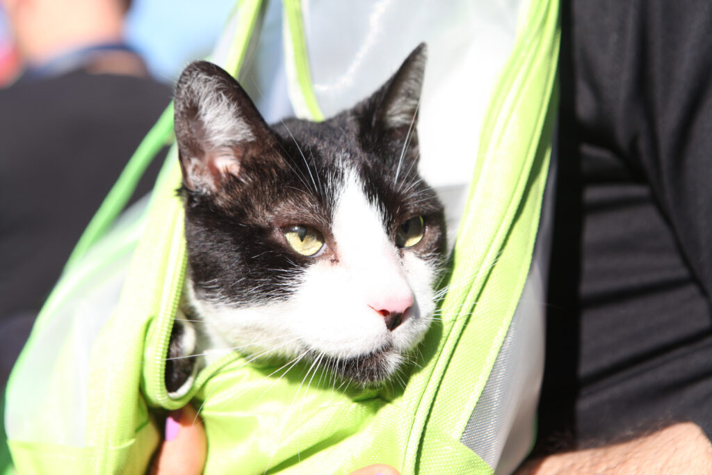 CASTRACIONES PERROS Y GATOS LA PLATA