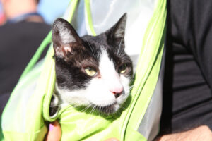 CASTRACIONES PERROS Y GATOS LA PLATA