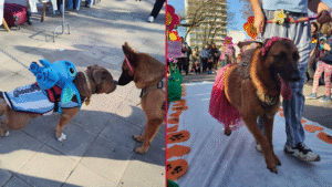 DESFILE DE MASCOTAS