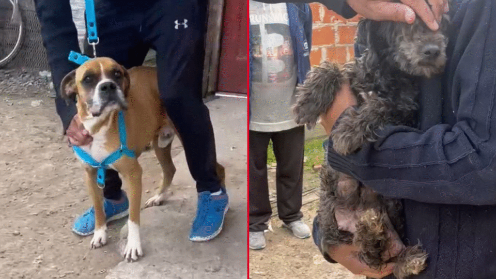 MALTRATO ANIMAL LOS HORNOS