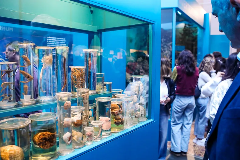 INVERTEBRADOS EN EL MUSEO DE LA PLATA