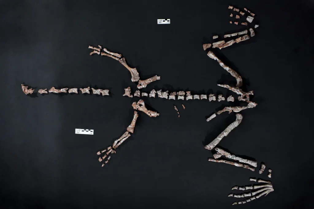 LA RIOJA DINOSAURIO