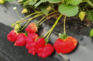 PLANTACIÓN DE FRUTILLA