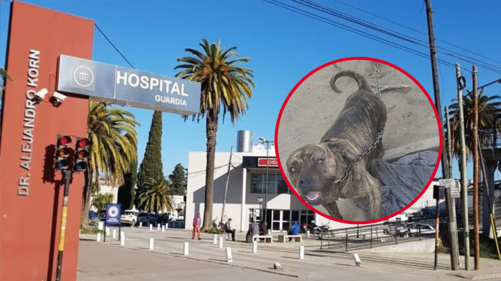 PITBULL ATACÓ A UN JOVEN EN OLMOS
