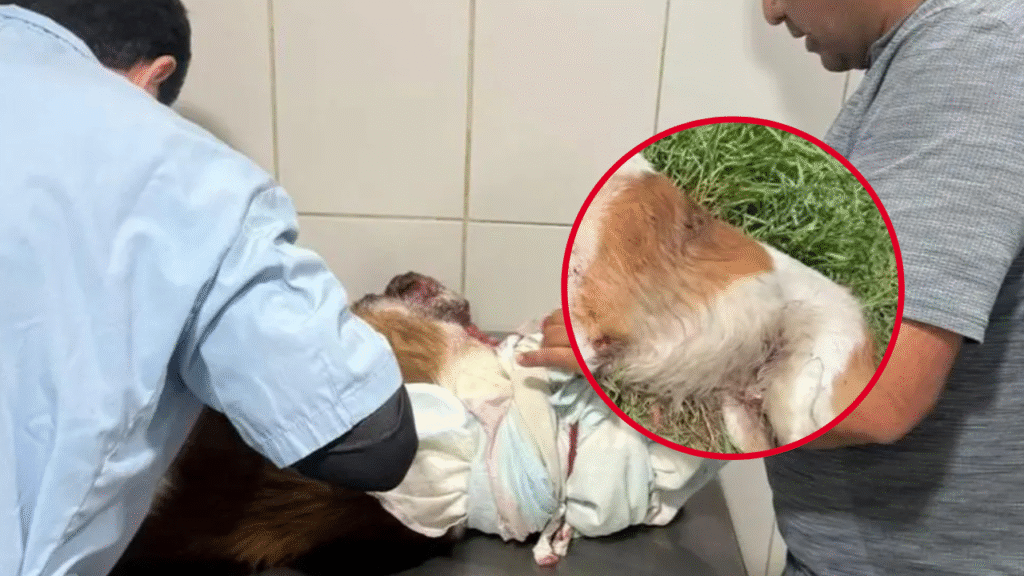 MALTRATO ANIMAL OLMOS