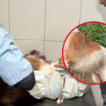 Grave caso de maltrato animal en 204 y 50: un perro fue rescatado con cortes en el cuello