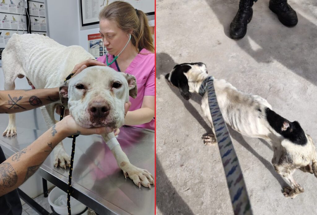 perros rescatados - maltrato animal