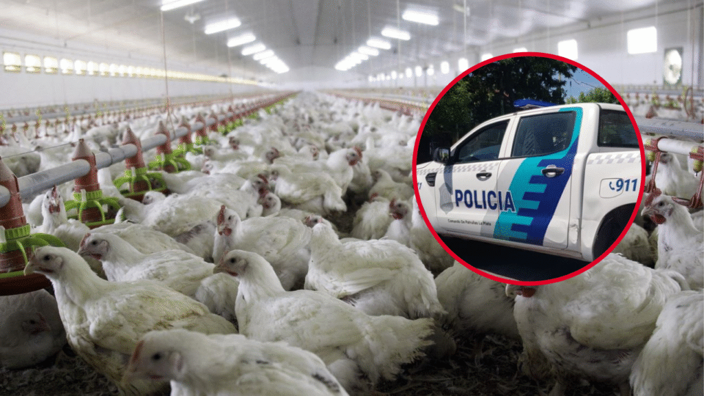 419 y 218 - robo granja avicola