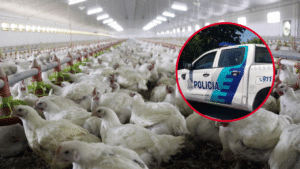 419 y 218 - robo granja avicola