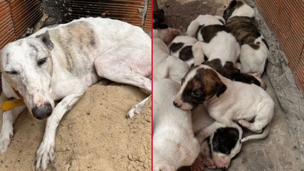 MALTRATO ANIMAL LOS HORNOS